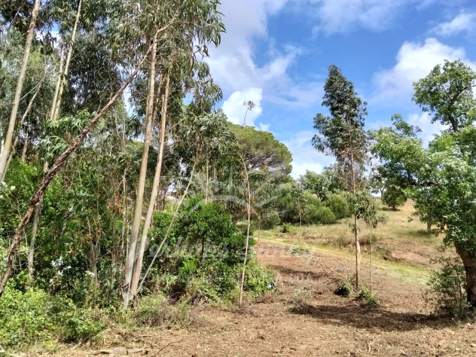 Terreno Misto para Venda em São Francisco da Serra Foto 23