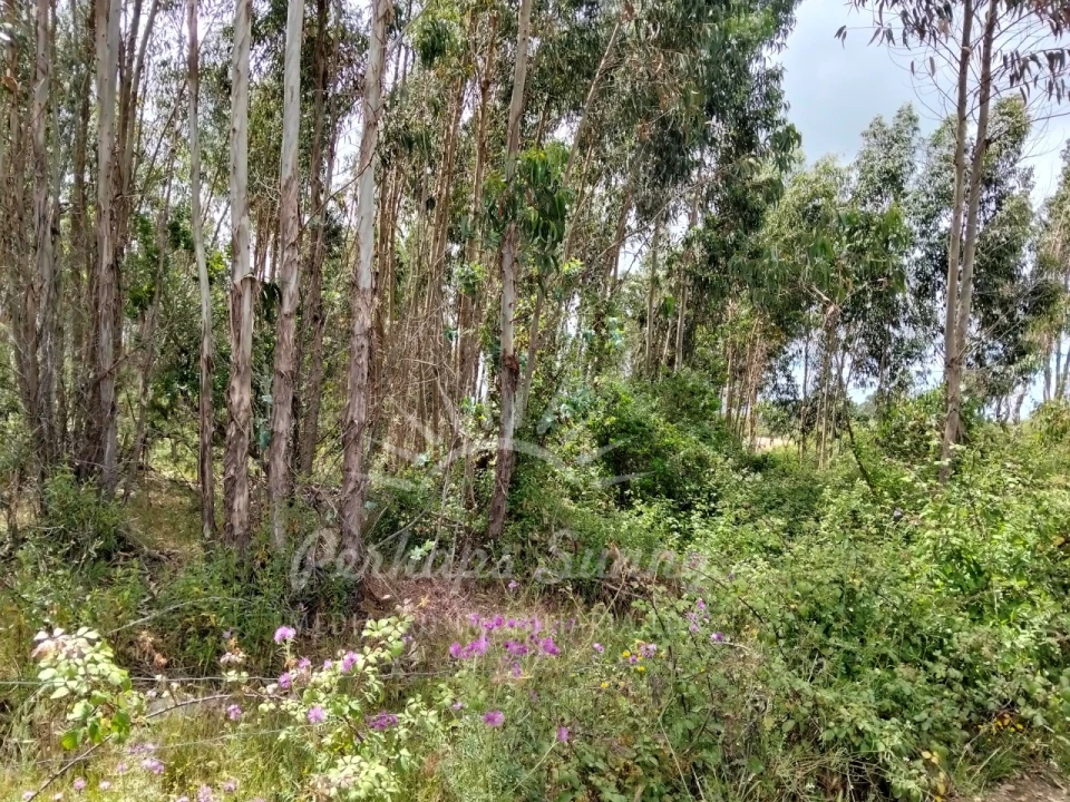 Terreno Misto para Venda em São Francisco da Serra Foto 33