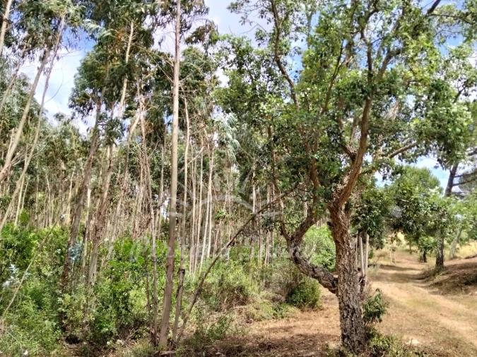 Terreno Misto para Venda em São Francisco da Serra Foto 20