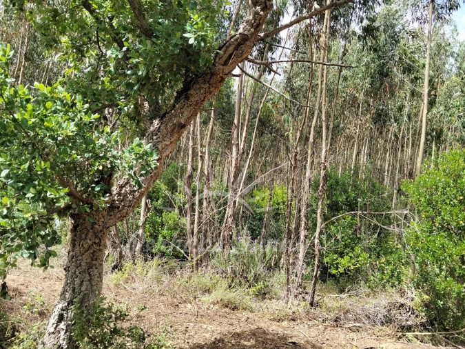 Terreno Misto para Venda em São Francisco da Serra Foto 21