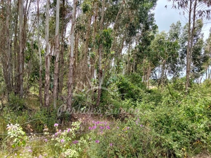 Terreno Misto para Venda em São Francisco da Serra Foto 33