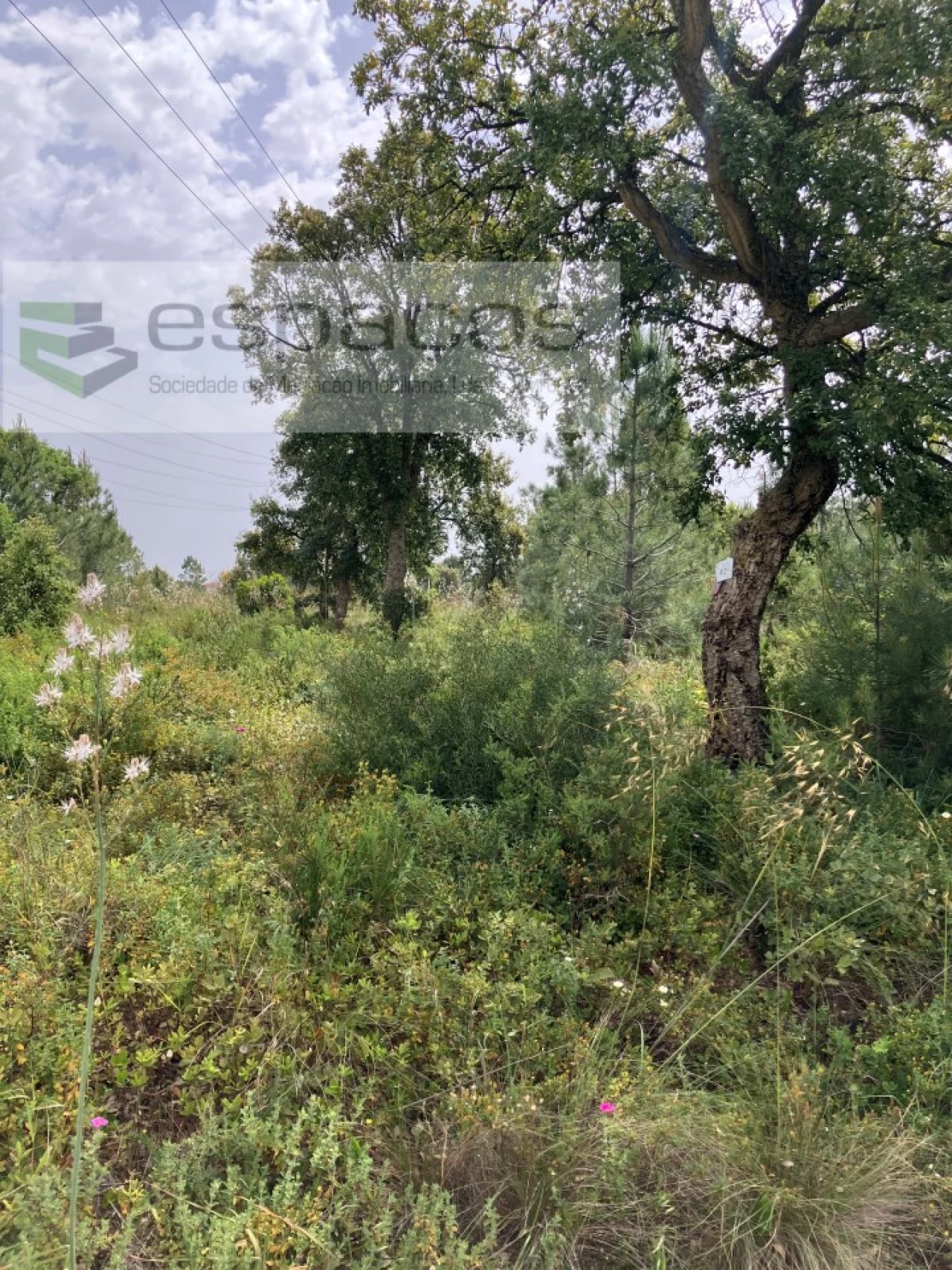 Terreno para Venda em Fernao Ferro Foto 9