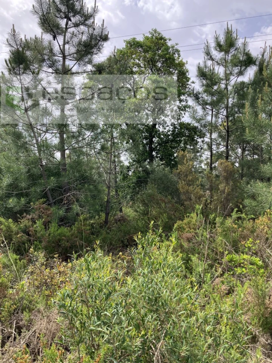 Terreno para Venda em Fernao Ferro Foto 6