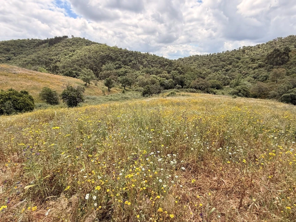 Terreno para Venda em São Salvador e Santa Maria Foto 2