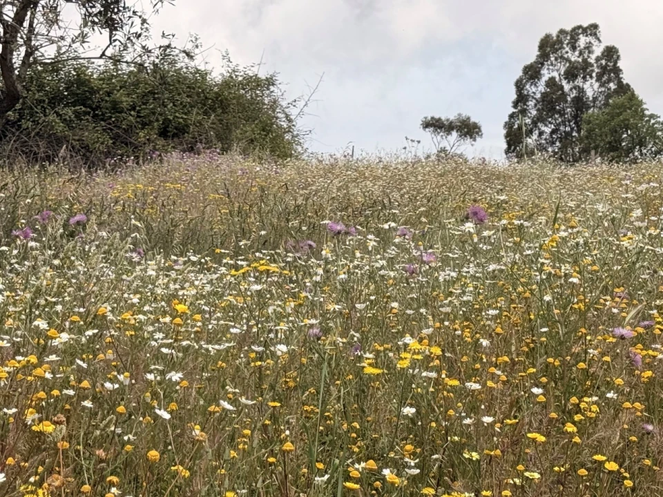 Terreno para Venda em São Salvador e Santa Maria Foto 17
