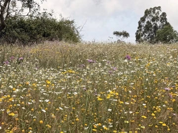 Terreno para Venda em São Salvador e Santa Maria