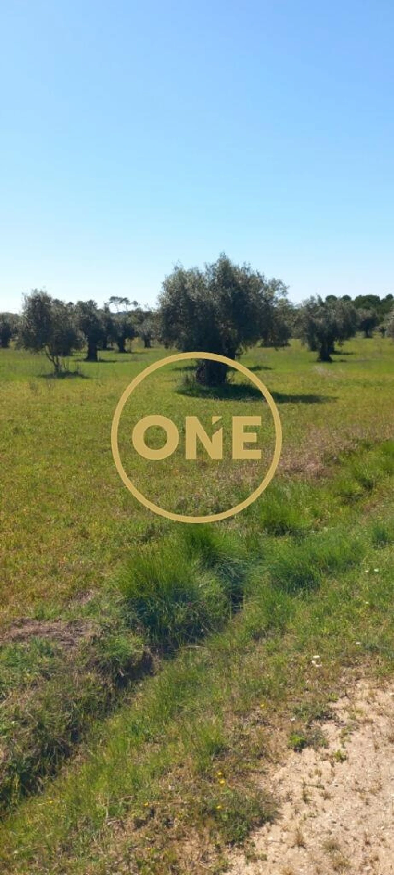 Terreno para Venda em Olaia e Paço Foto 3
