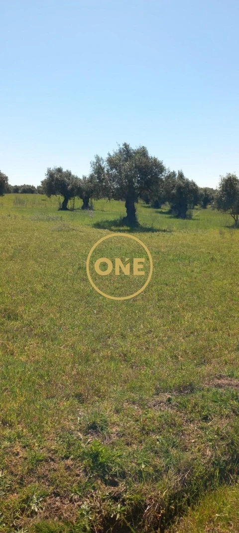 Terreno para Venda em Olaia e Paço