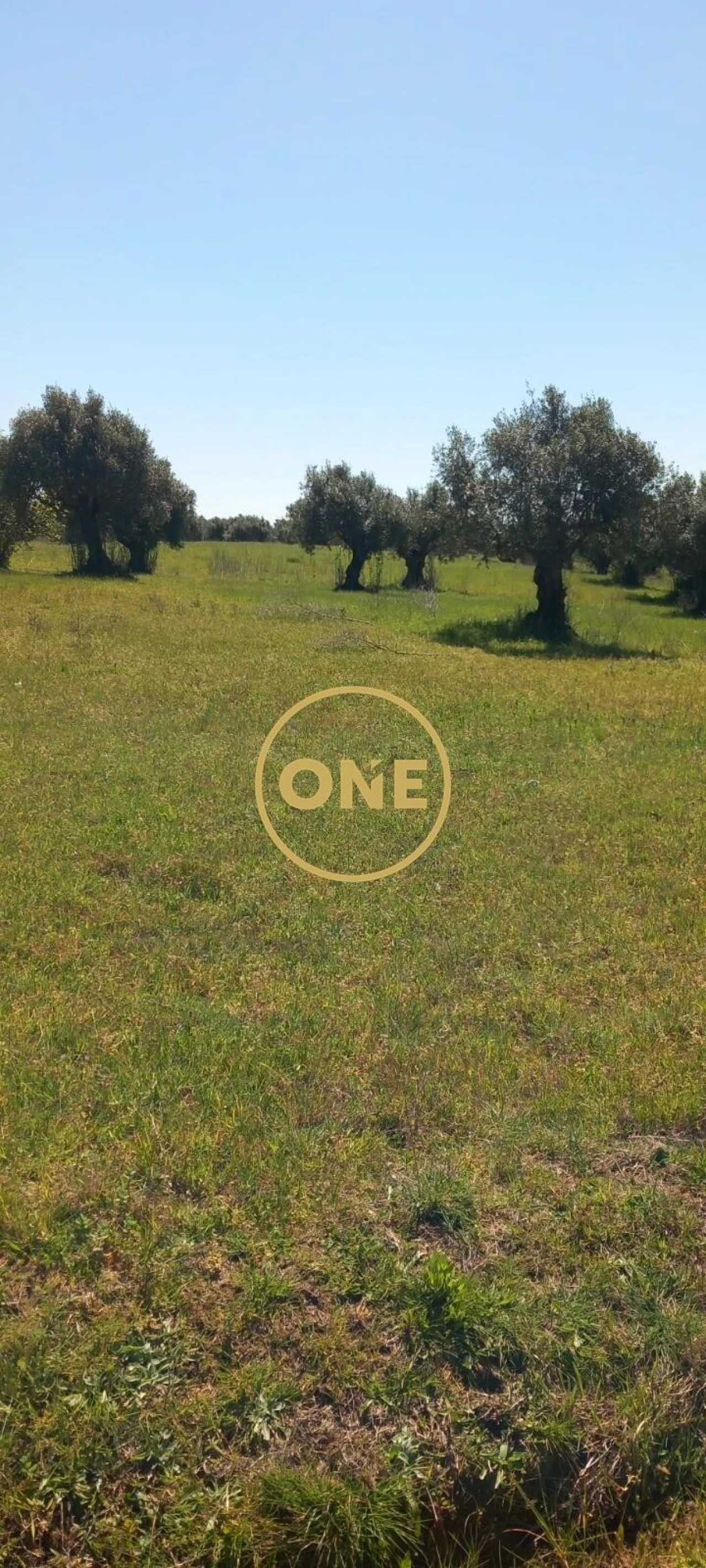 Terreno para Venda em Olaia e Paço Foto 4