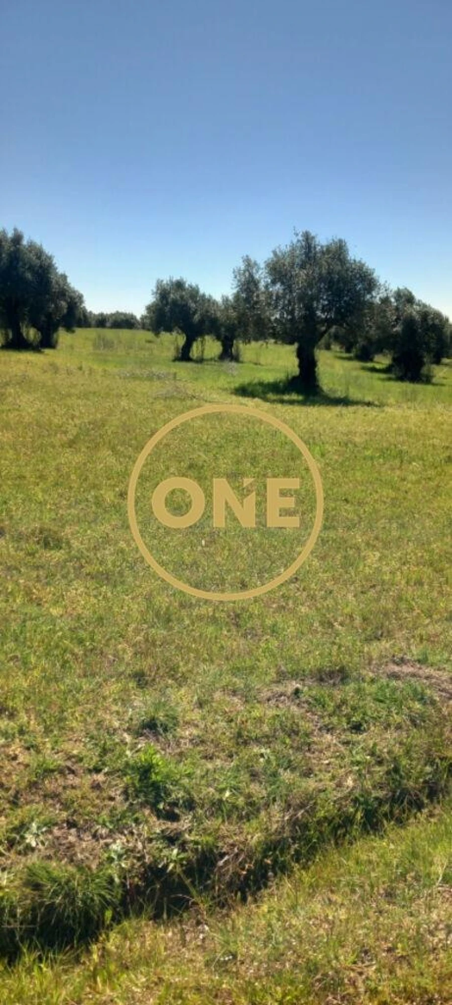Terreno para Venda em Olaia e Paço Foto 5