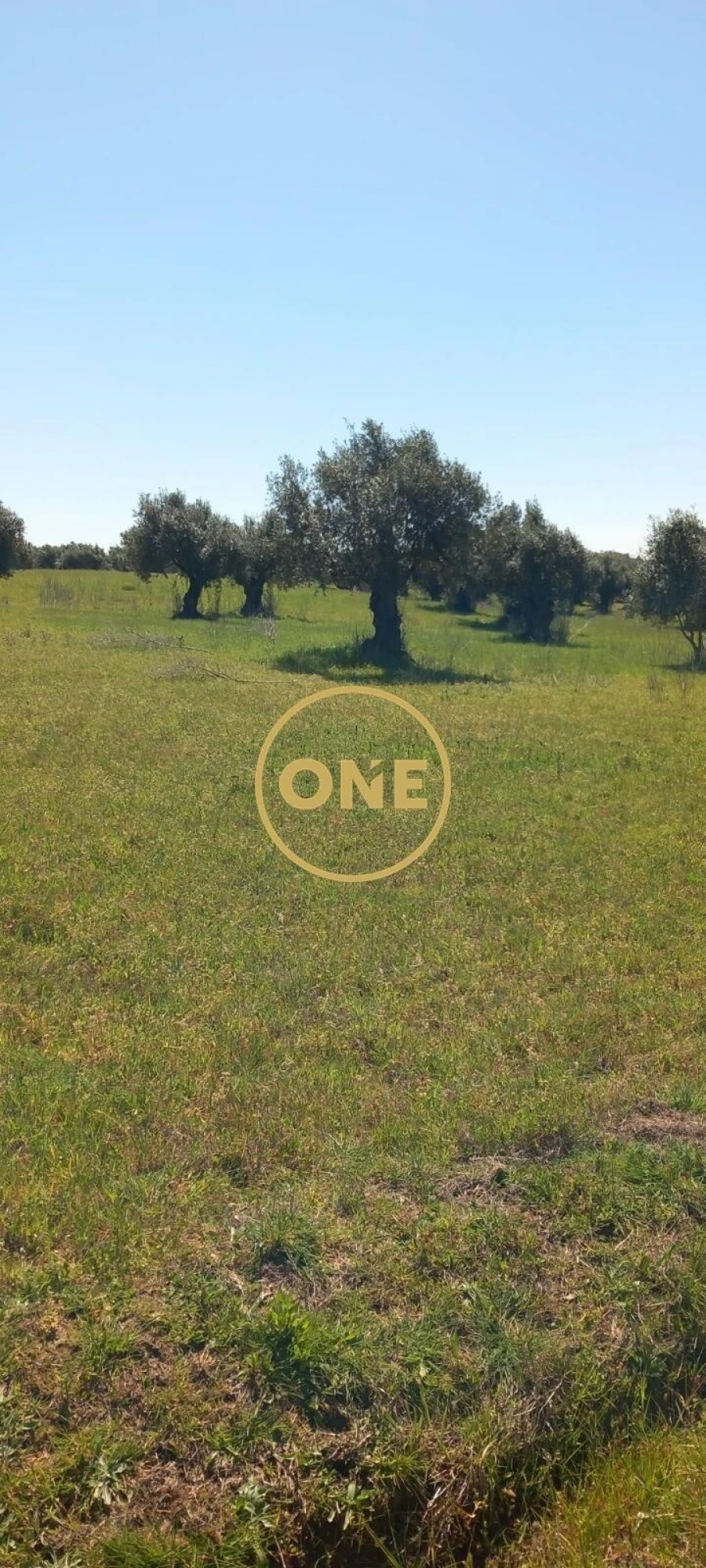 Terreno para Venda em Olaia e Paço Foto 2