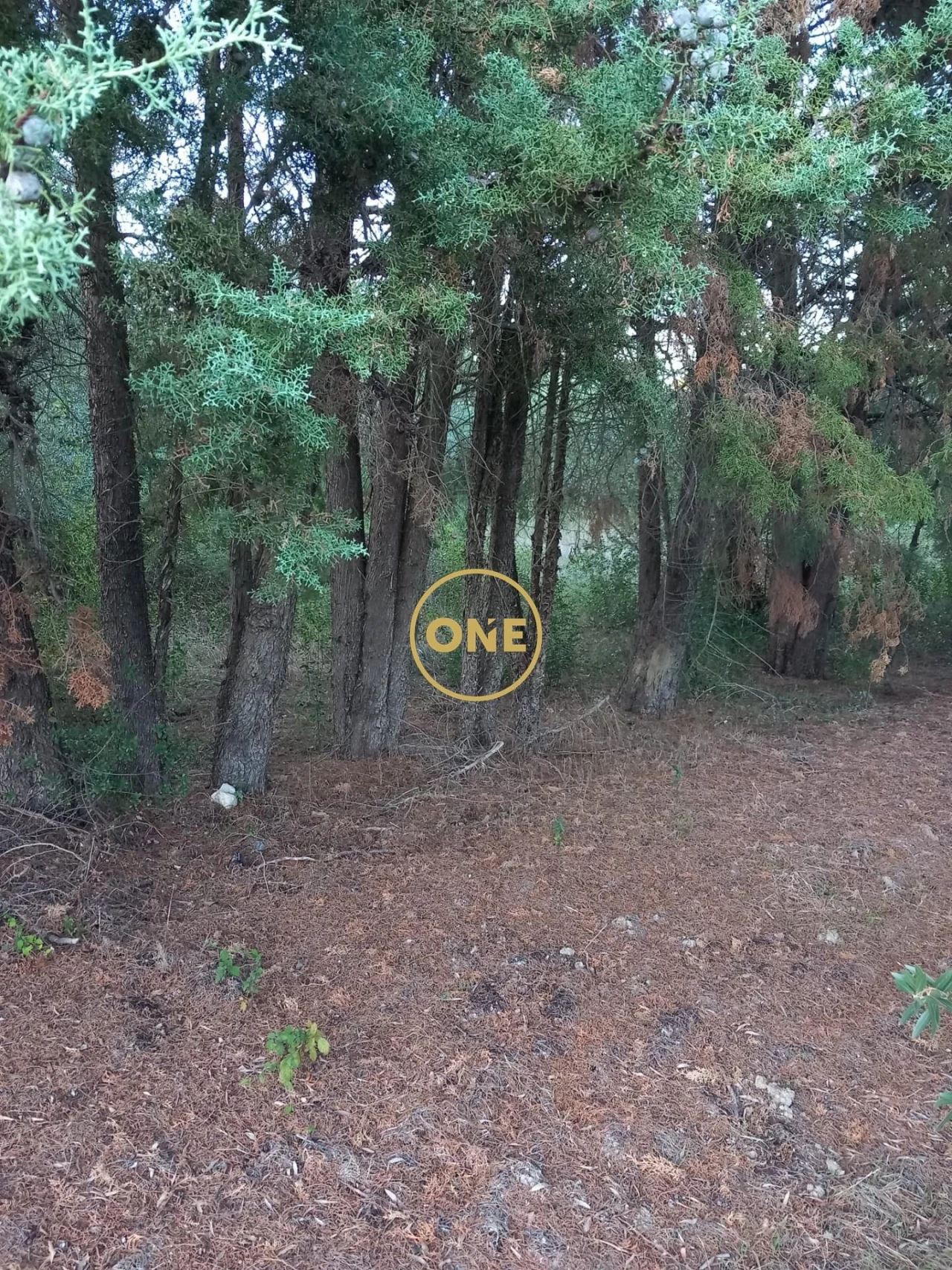 Terreno para Venda em Olaia e Paço Foto 7