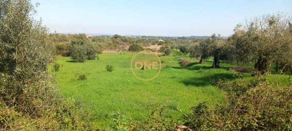 Terreno para Venda em Olaia e Paço