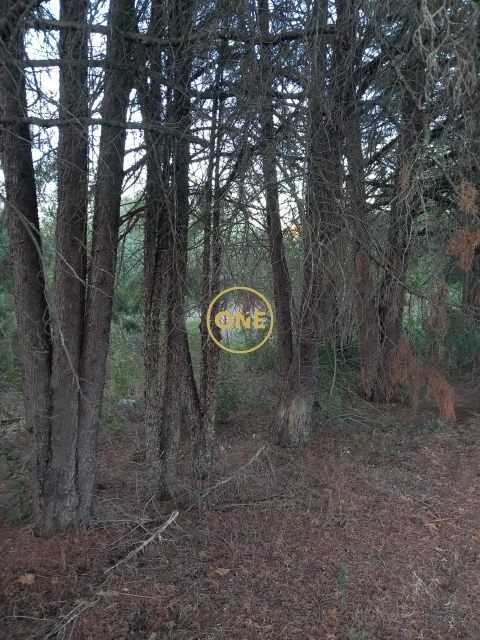 Terreno para Venda em Olaia e Paço