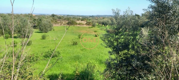 Terreno para Venda em Olaia e Paço