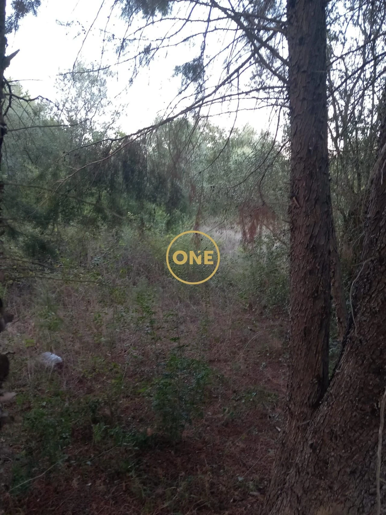 Terreno para Venda em Olaia e Paço Foto 5