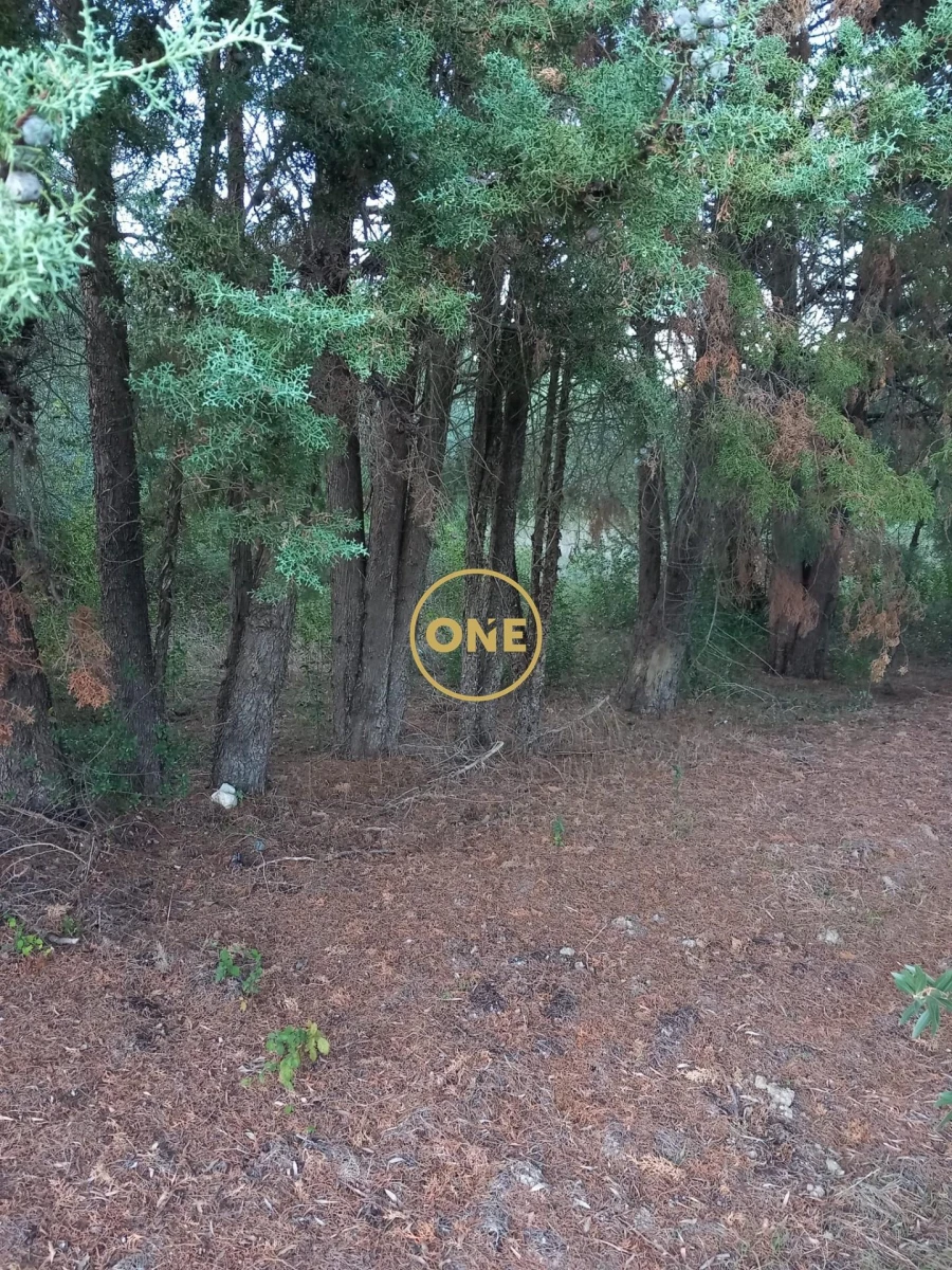 Terreno para Venda em Olaia e Paço Foto 7