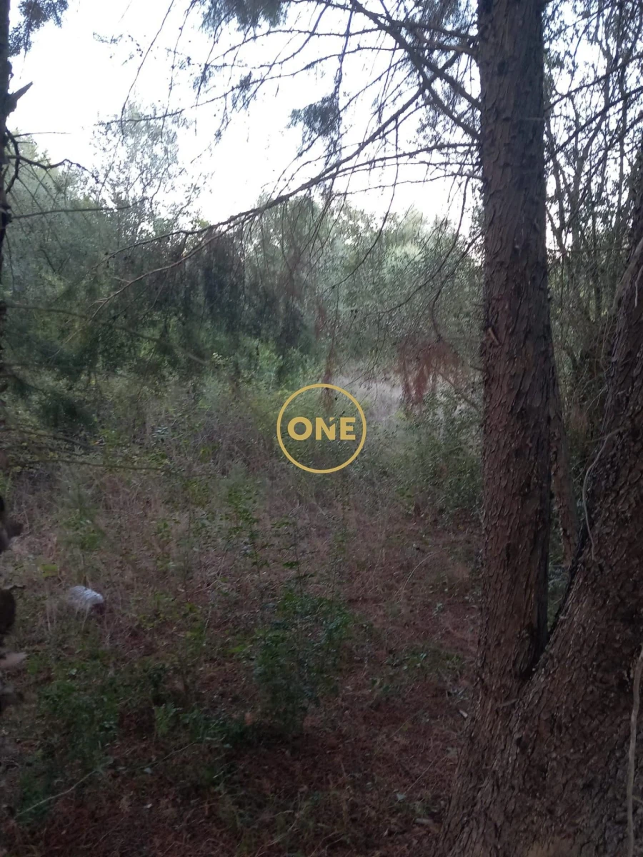 Terreno para Venda em Olaia e Paço Foto 5