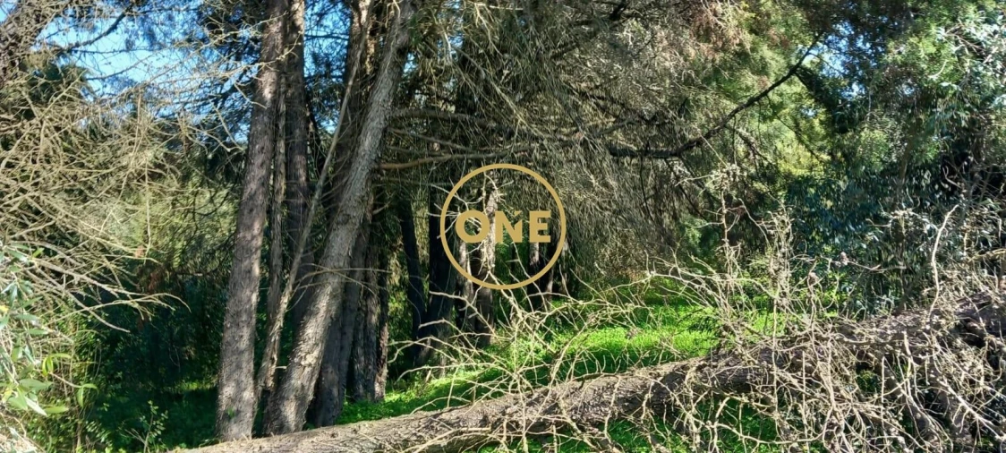 Terreno para Venda em Olaia e Paço Foto 22