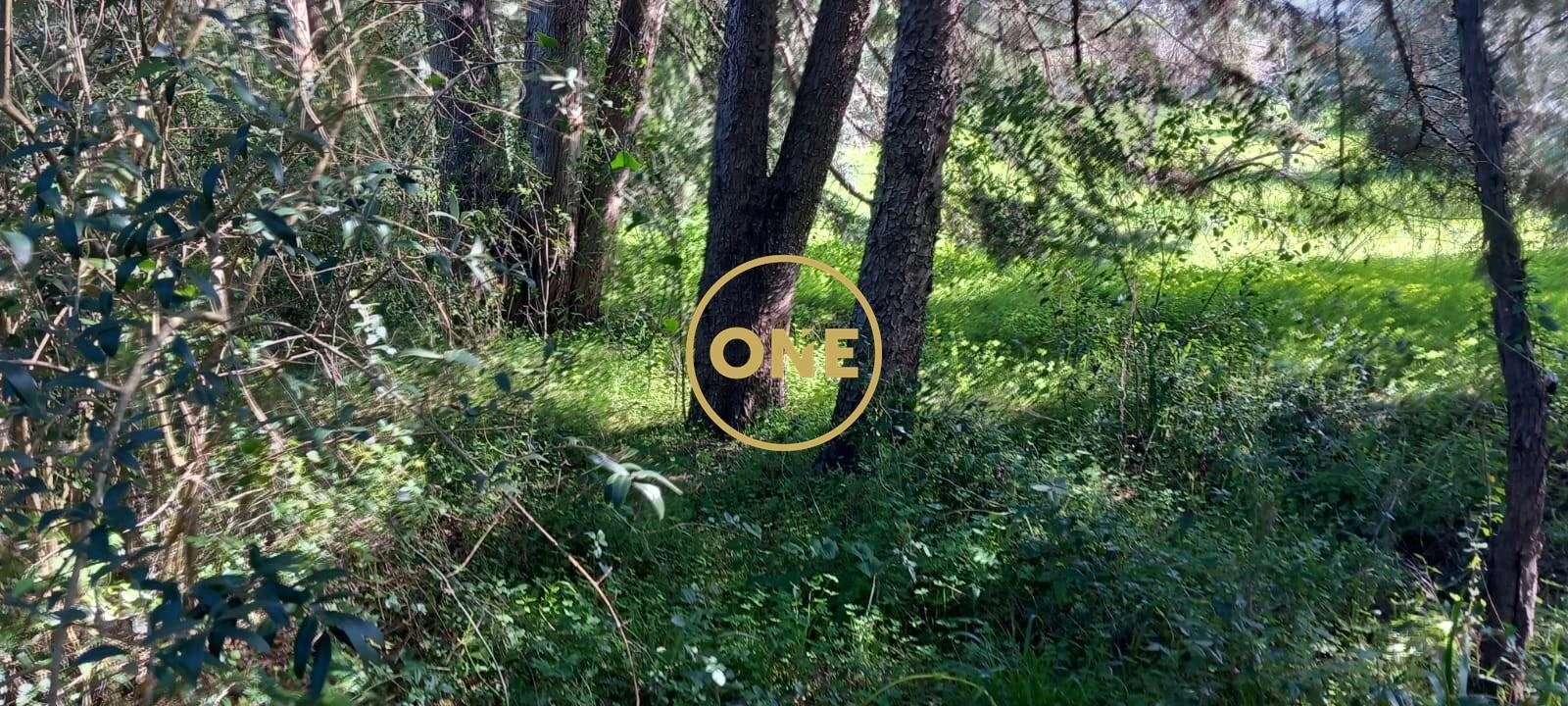 Terreno para Venda em Olaia e Paço Foto 14