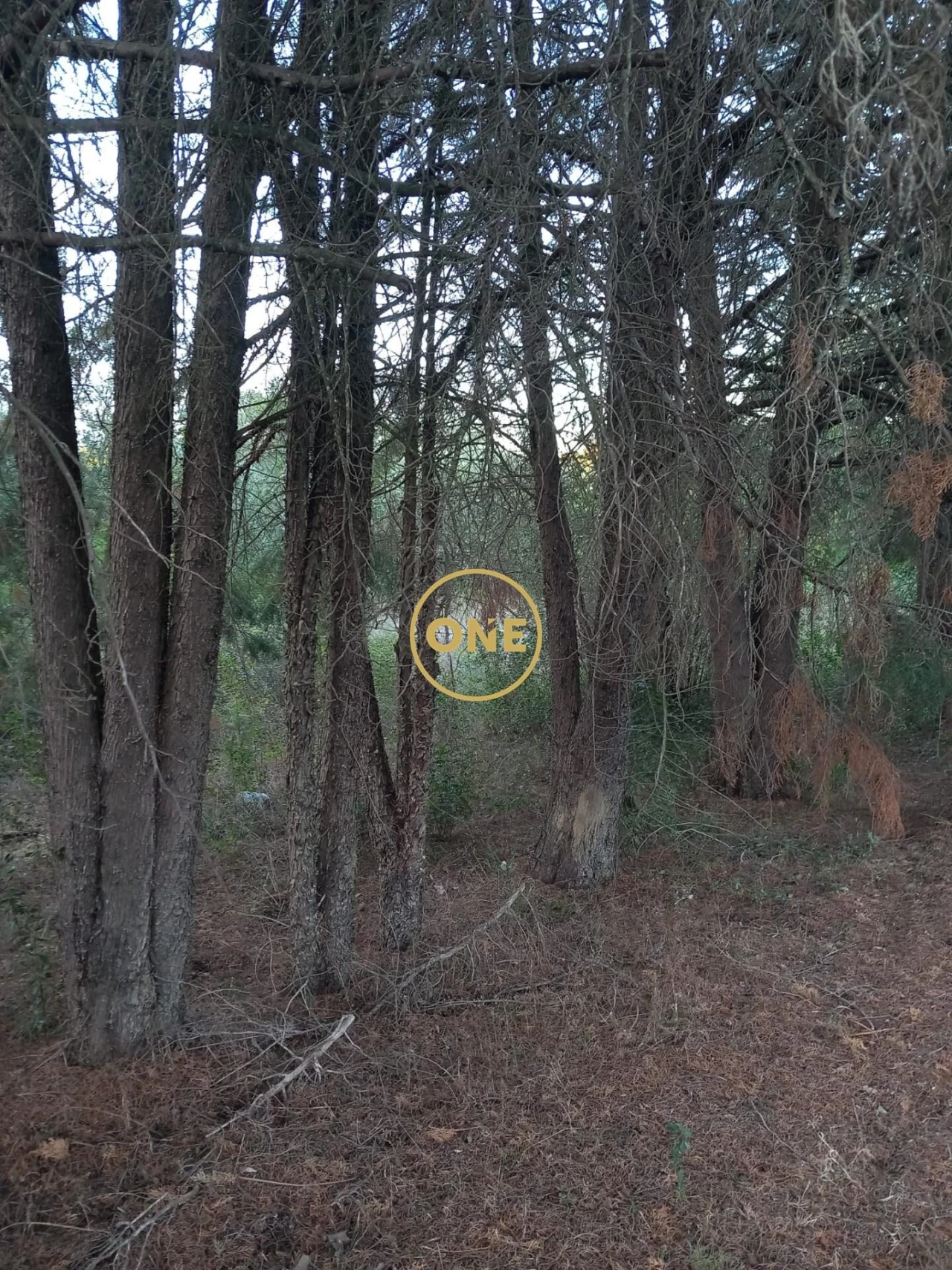 Terreno para Venda em Olaia e Paço Foto 6