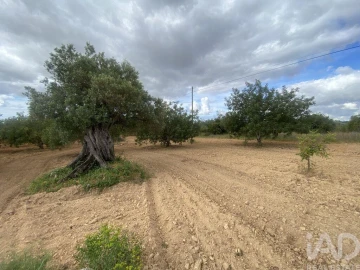 Terreno para Venda em Loule (São Sebastião)