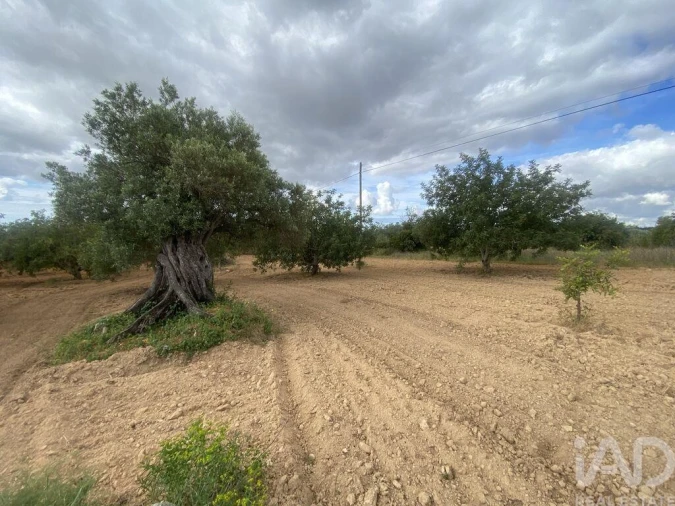 Terreno para Venda em Loule (São Sebastião) Foto 3