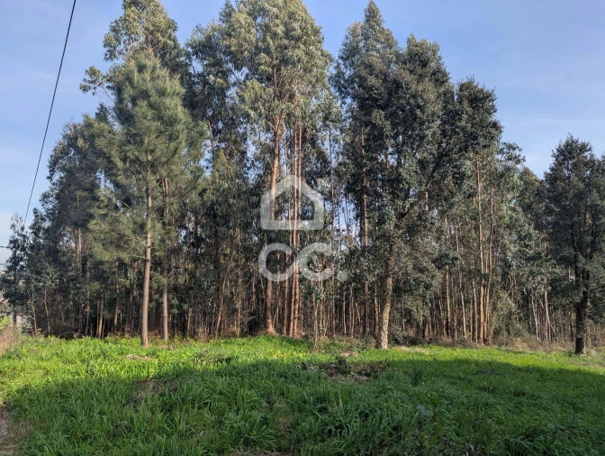 Terreno para Venda em Lousado Foto 10