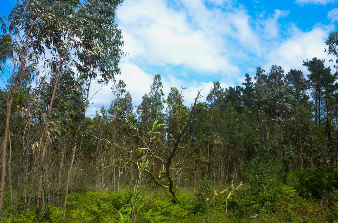 Terreno Agricola ou Rústico para Venda em Reguengo Grande Foto 1