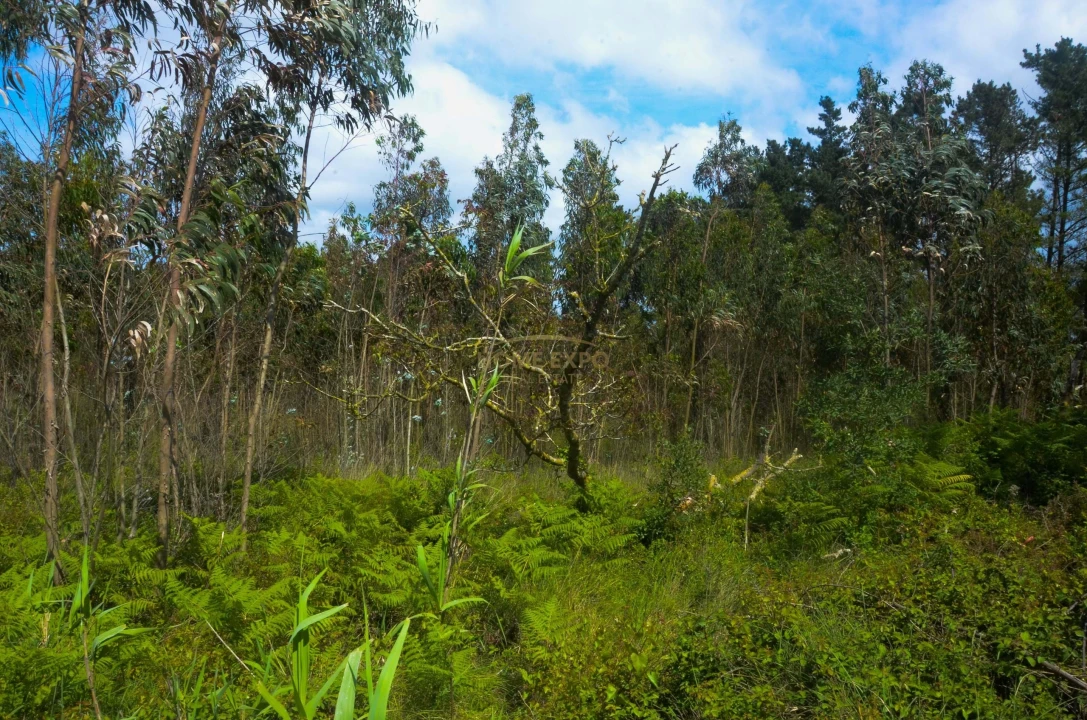 Terreno Agricola ou Rústico para Venda em Reguengo Grande Foto 2