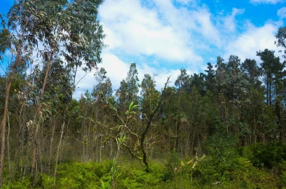 Terreno Agricola ou Rústico para Venda em Reguengo Grande