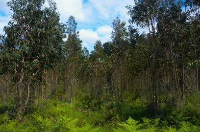 Terreno Agricola ou Rústico para Venda em Reguengo Grande