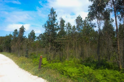 Terreno Agricola ou Rústico para Venda em Reguengo Grande