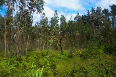 Terreno Agricola ou Rústico para Venda em Reguengo Grande
