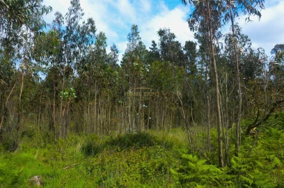 Terreno Agricola ou Rústico para Venda em Reguengo Grande