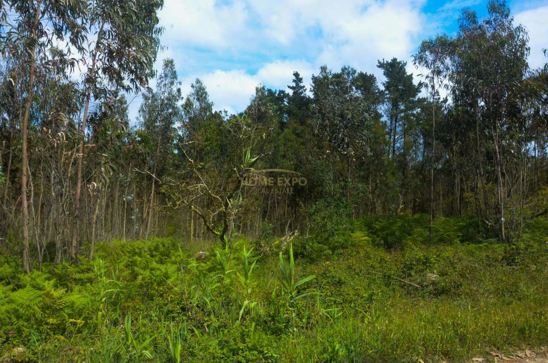 Terreno Agricola ou Rústico para Venda em Reguengo Grande Foto 7