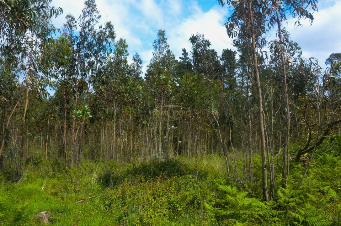 Terreno Agricola ou Rústico para Venda em Reguengo Grande Foto 3