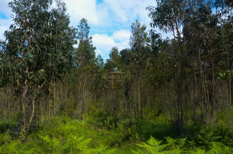 Terreno Agricola ou Rústico para Venda em Reguengo Grande Foto 5
