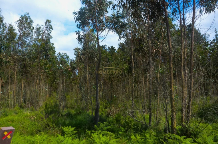 Terreno Agricola ou Rústico para Venda em Reguengo Grande Foto 4