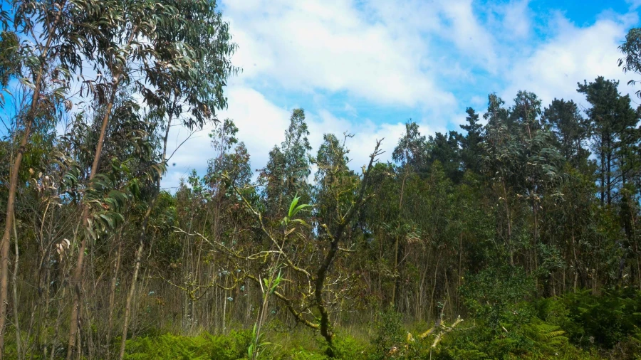 Terreno Agricola ou Rústico para Venda em Reguengo Grande