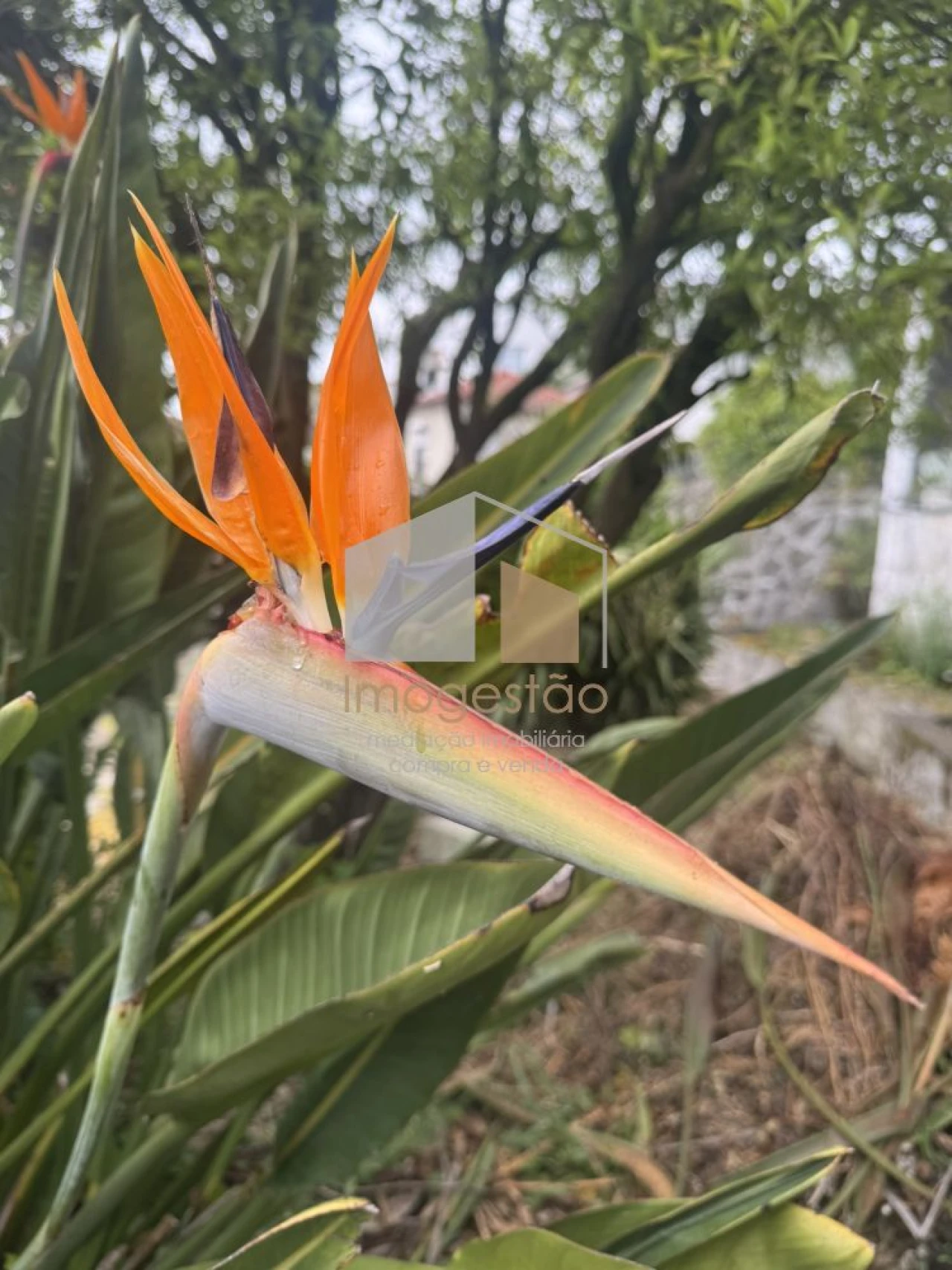 Moradia T3 para Venda em Vila Nova de Cerveira e Lovelhe Foto 12