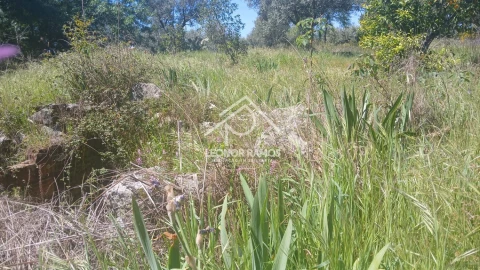 Terreno para Venda em São Miguel de Acha