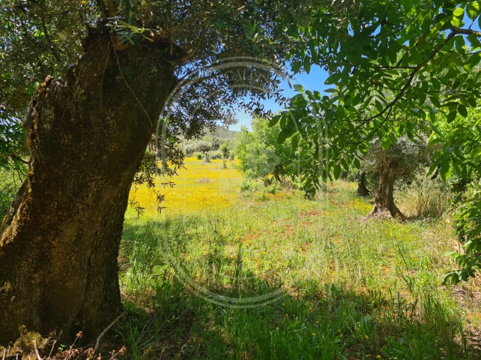 Moradia T2 para Venda em Chãos Foto 46