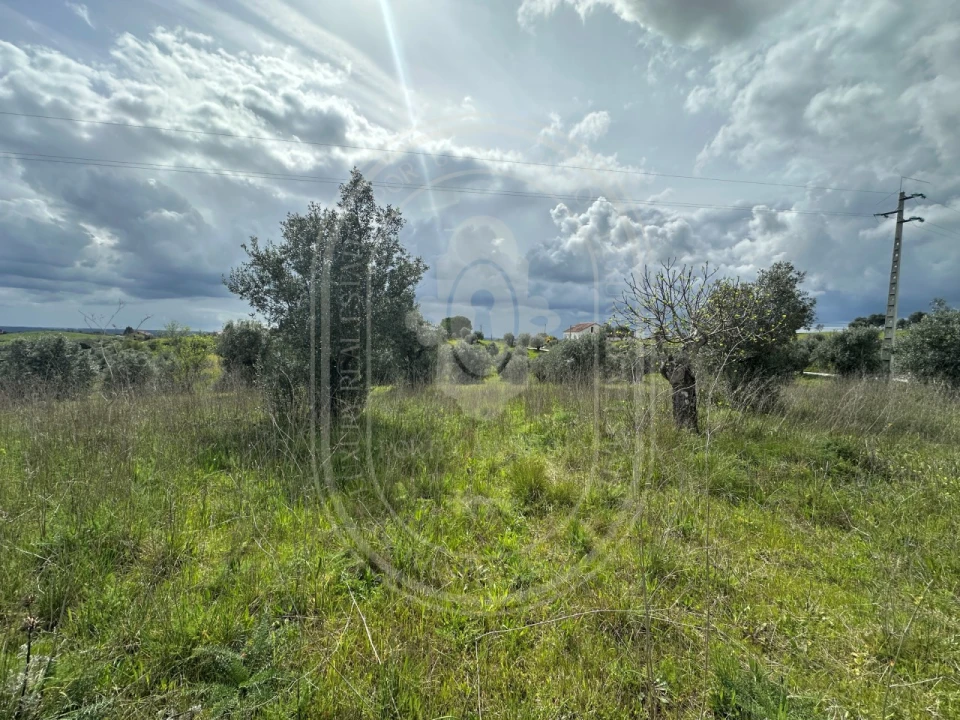 Terreno para Venda em São João Baptista e Santa Maria dos Olivais Foto 1