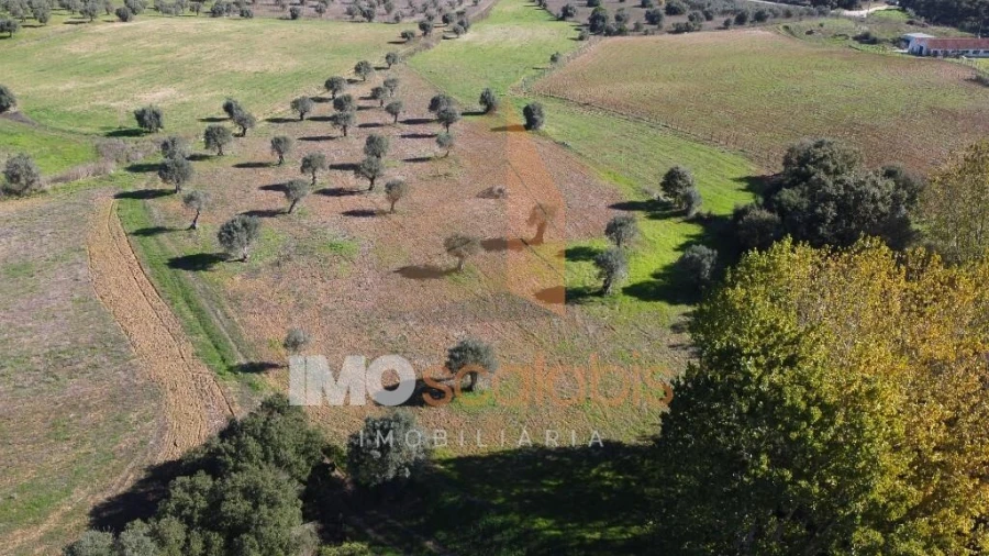 Terreno para Venda em Achete, Azoia de Baixo e Póvoa de Santarém Foto 2