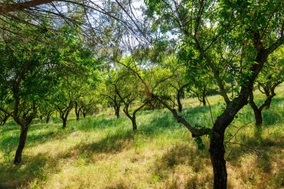 Terreno para Venda em Pontevel