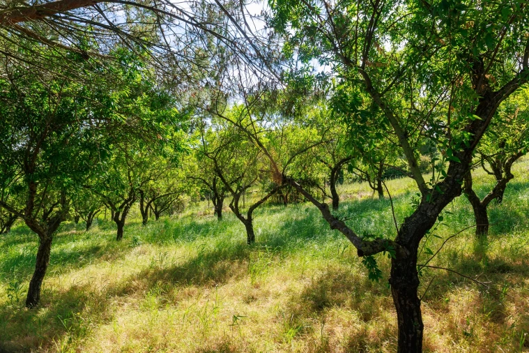 Terreno para Venda em Pontevel Foto 6