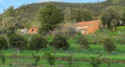Terreno Misto para Venda em Mexilhoeira Grande