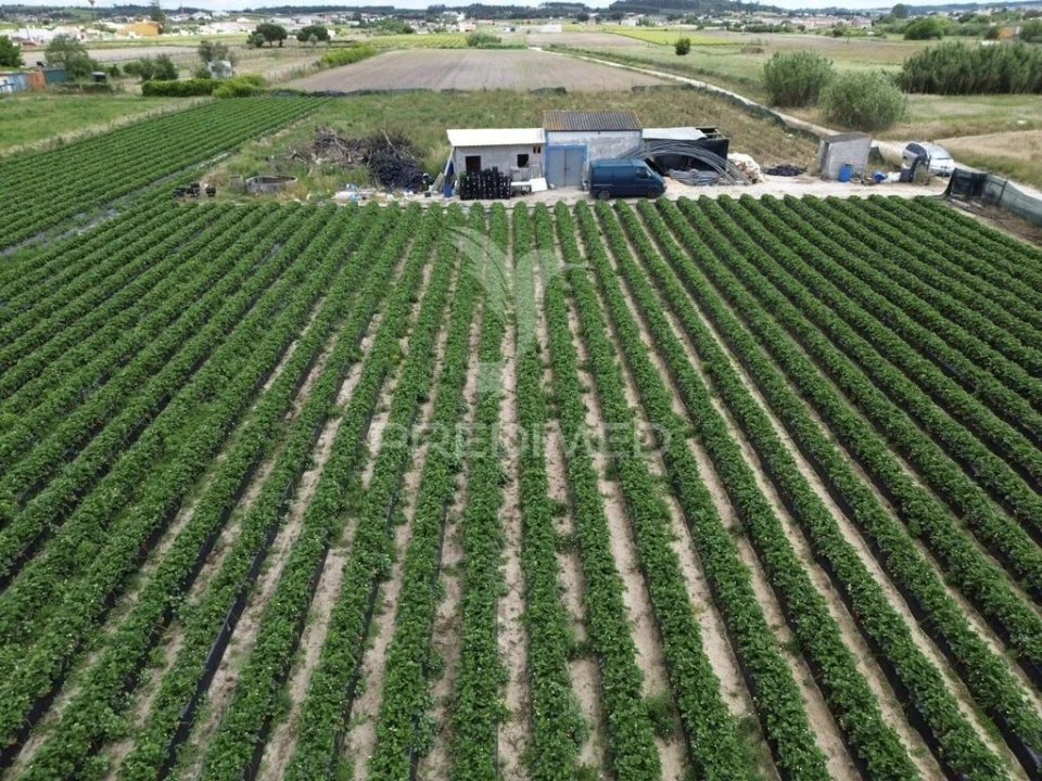 Terreno para Venda em Alpiarça Foto 9