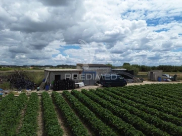 Terreno para Venda em Alpiarça